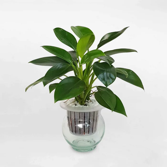 Cây Trầu Bà Đế Vương Xanh Thủy Sinh Để Bàn Dễ Sống Cây Trầu Bà Đế Vương Xanh Thủy Sinh Để Bàn Dễ Sống