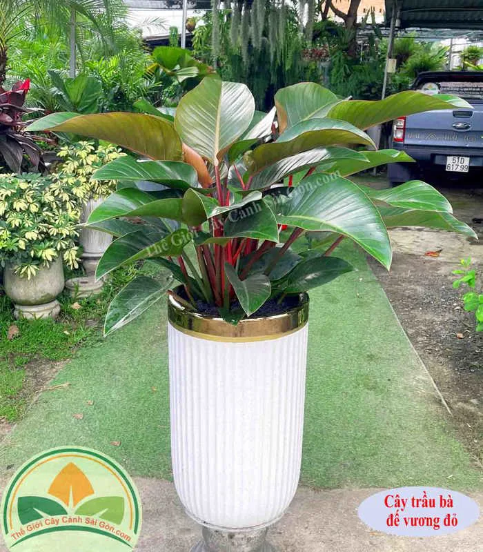 Cây trầu bà đế vương đỏ - Thế Giới Cây Cảnh Sài Gòn Cây trầu bà đế vương đỏ - Thế Giới Cây Cảnh Sài Gòn