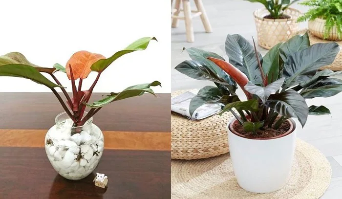 Ý nghĩa, cách trồng và chăm sóc cây trầu bà đế vương Ý nghĩa, cách trồng và chăm sóc cây trầu bà đế vương
