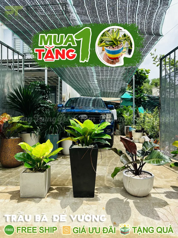 Cây Trầu bà đế vương | Cách chăm sóc cây luôn xanh tốt Cây Trầu bà đế vương | Cách chăm sóc cây luôn xanh tốt