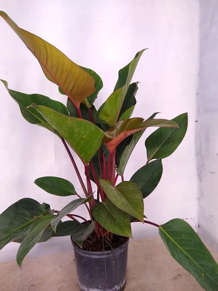 Cây trầu bà đế vương giá bao nhiêu? Trầu bà đế vương có độc không? Cây trầu bà đế vương giá bao nhiêu? Trầu bà đế vương có độc không?
