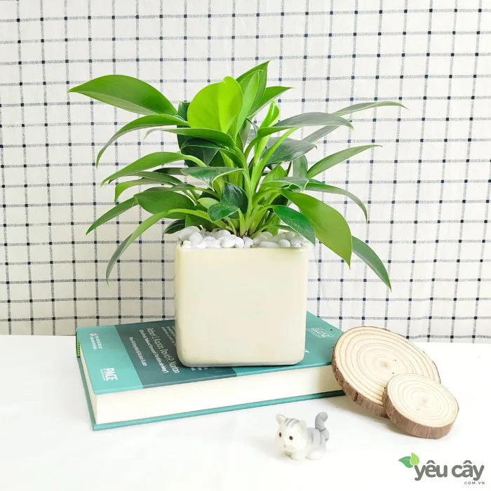 Cây Trầu Bà Đế Vương Xanh Để Bàn Trang Trí Cây Trầu Bà Đế Vương Xanh Để Bàn Trang Trí