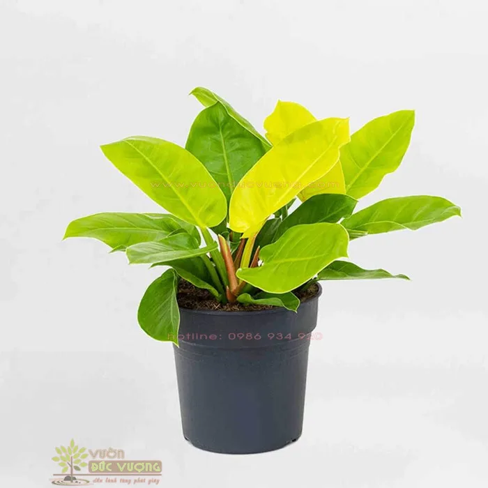Cây trầu bà đế vương vàng để bàn - Vườn Đức Vượng Cây trầu bà đế vương vàng để bàn - Vườn Đức Vượng