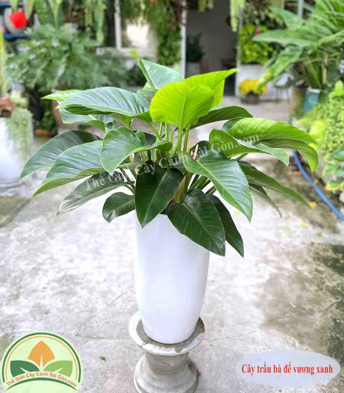 Cây trầu bà đế vương xanh - Thế giới cây cảnh sài gòn Cây trầu bà đế vương xanh - Thế giới cây cảnh sài gòn
