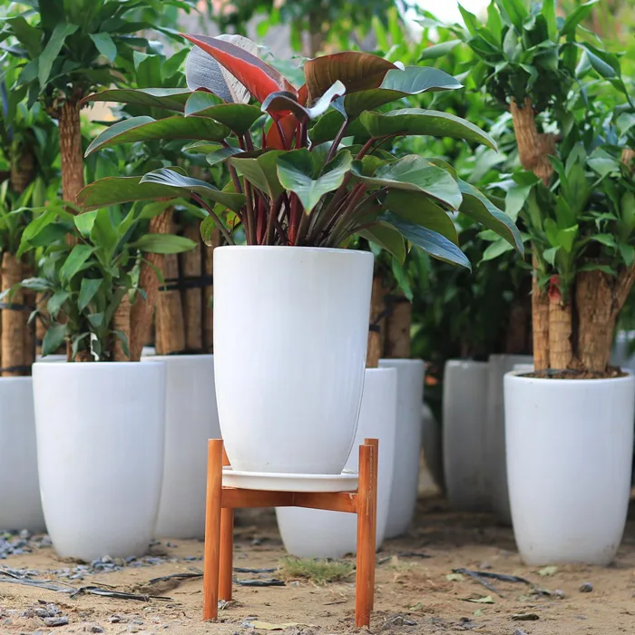 Hướng dẫn chăm sóc cây trầu bà đế vương trong nhà Hướng dẫn chăm sóc cây trầu bà đế vương trong nhà