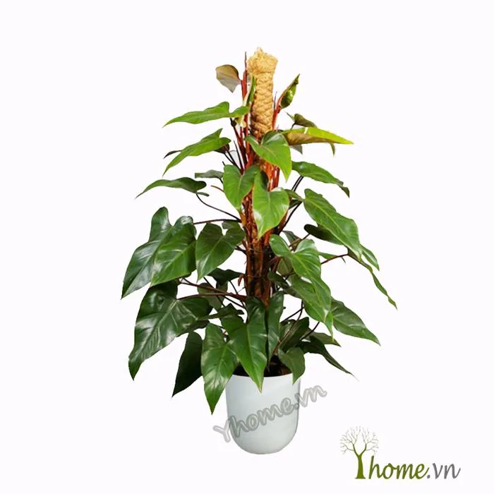 Trầu Bà Đế Vương Đỏ | Công ty TNHH Cảnh Quan Trẻ Trầu Bà Đế Vương Đỏ | Công ty TNHH Cảnh Quan Trẻ