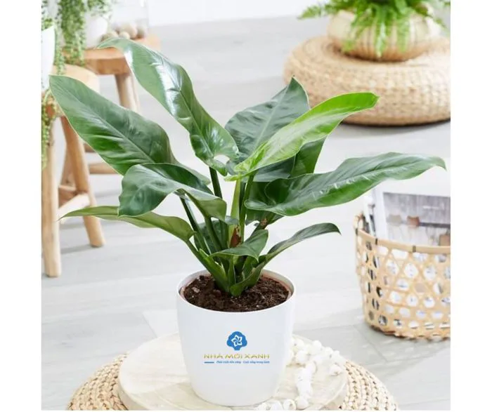 Trầu Bà Đế Vương - Ý Nghĩa Phong Thủy, Cách Chăm Sóc Trầu Bà Đế Vương - Ý Nghĩa Phong Thủy, Cách Chăm Sóc