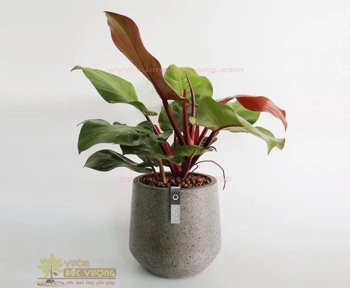 Cây trầu bà đế vương đỏ để bàn - Vườn Đức Vượng Cây trầu bà đế vương đỏ để bàn - Vườn Đức Vượng