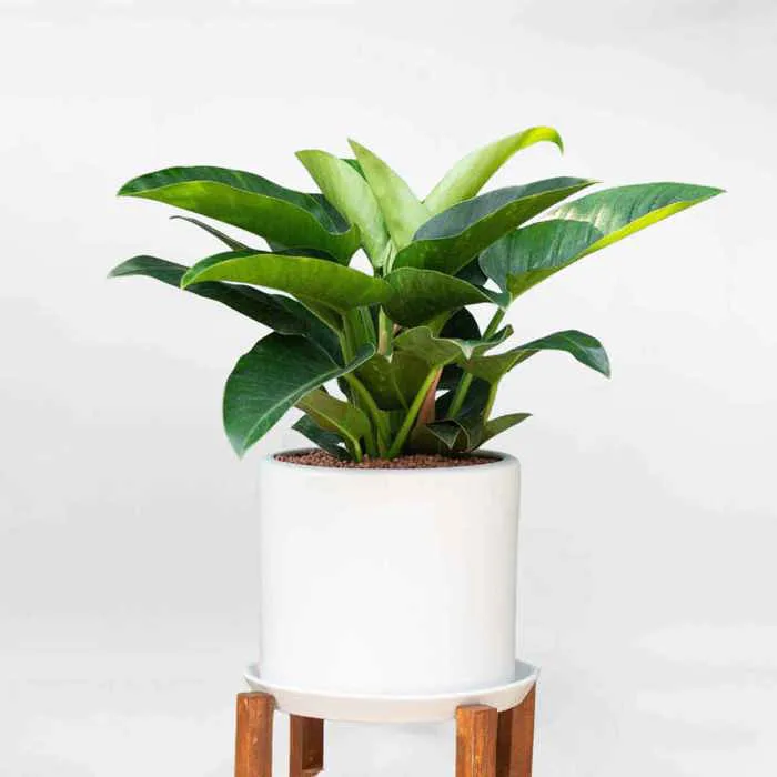 Cây Trầu Bà Đế Vương Xanh Để Bàn DVX002 Cây Trầu Bà Đế Vương Xanh Để Bàn DVX002