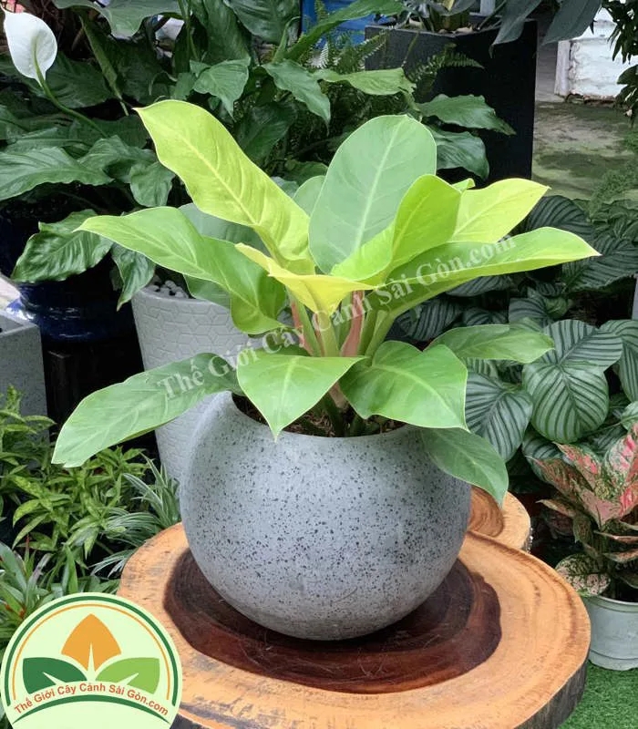 Cây trầu bà đế vương xanh để bàn - Thế Giới Cây Cảnh Sài Gòn Cây trầu bà đế vương xanh để bàn - Thế Giới Cây Cảnh Sài Gòn