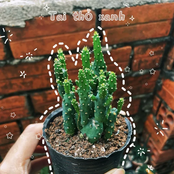 [XƯƠNG RỒNG] xương rồng TAI THỎ XANH-decor bàn học, ( đi cây xả đất )