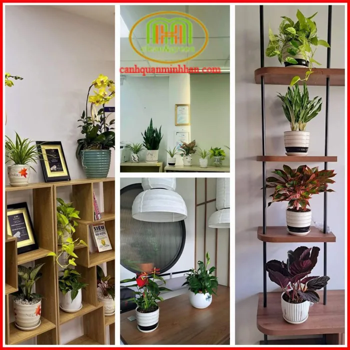Cây xanh trang trí phòng lớp học mầm non đặt bàn trong nhà vẻ đẹp tươi mát  gần gũi với thiên nhiên