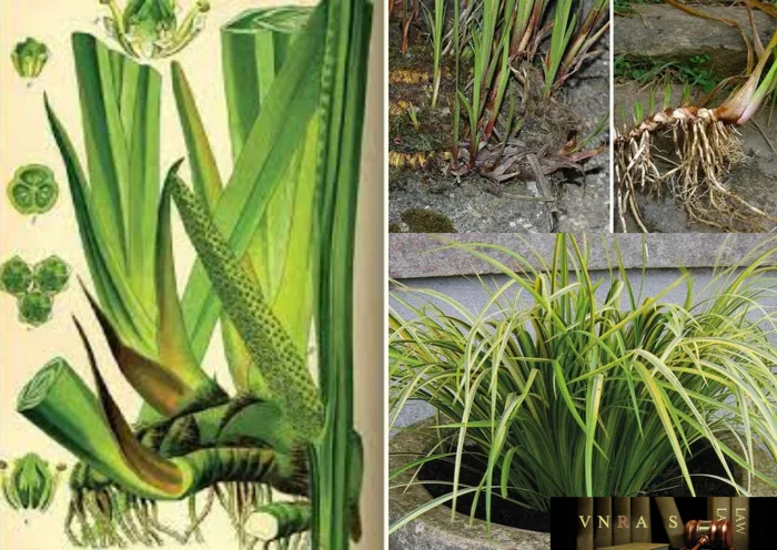 Cây Xương Bồ (Thạch Xương Bồ, Thủy Xương Bồ) – Những cây thuốc và vị thuốc  Việt Nam – Đỗ Tất Lợi - Vietnam Regulatory Affairs Society - Luật Dược Việt  Nam