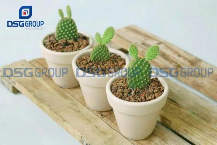 CẢNH BÁO] Có Nên Để Xương Rồng Trên Bàn Làm Việc Không?