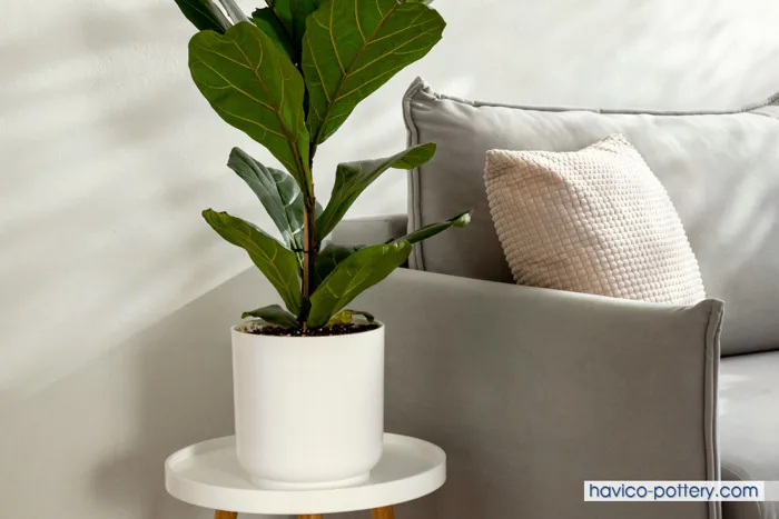 Chậu cây decor: Lợi ích, cách trang trí & mẫu đẹp nhất 2026 | Chậu  Composite Havico