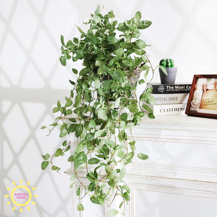 Chậu cây thường xuân rủ decor | Aurora Home