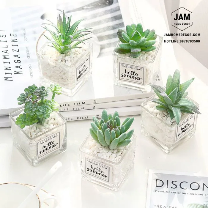 Chậu cây thủy tinh để bàn trang trí - Jam Home Decor