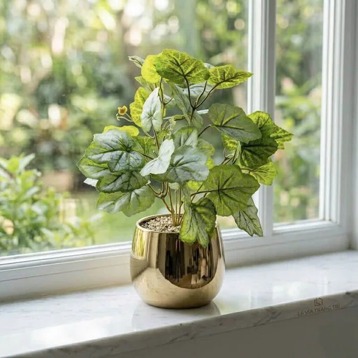 Chậu cây lá dưa hấu để bàn decor nội thất đẹp, sang– Nhà Xinh Mỗi Ngày