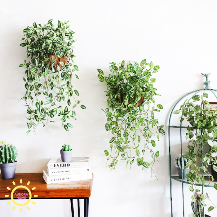 Chậu cây thường xuân rủ decor | Aurora Home