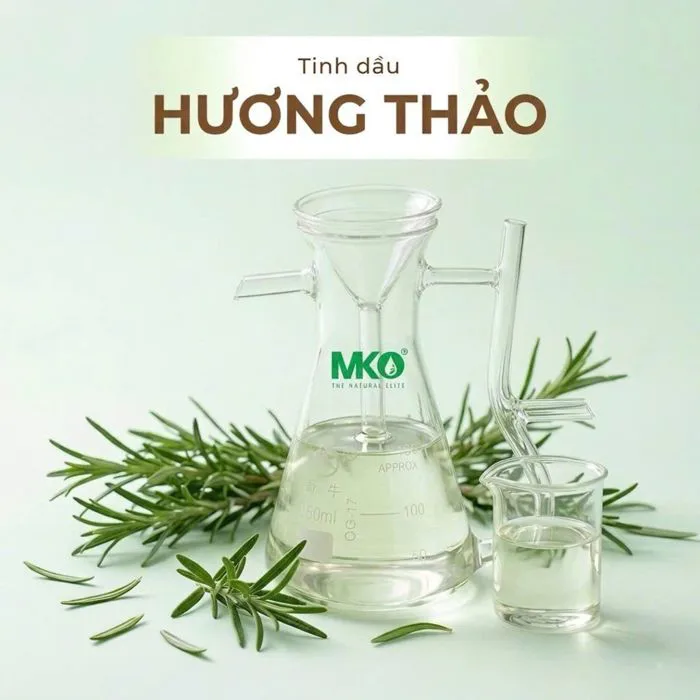 Hương Thảo * * * Rosemary – CTY TINH DẦU MEKONG