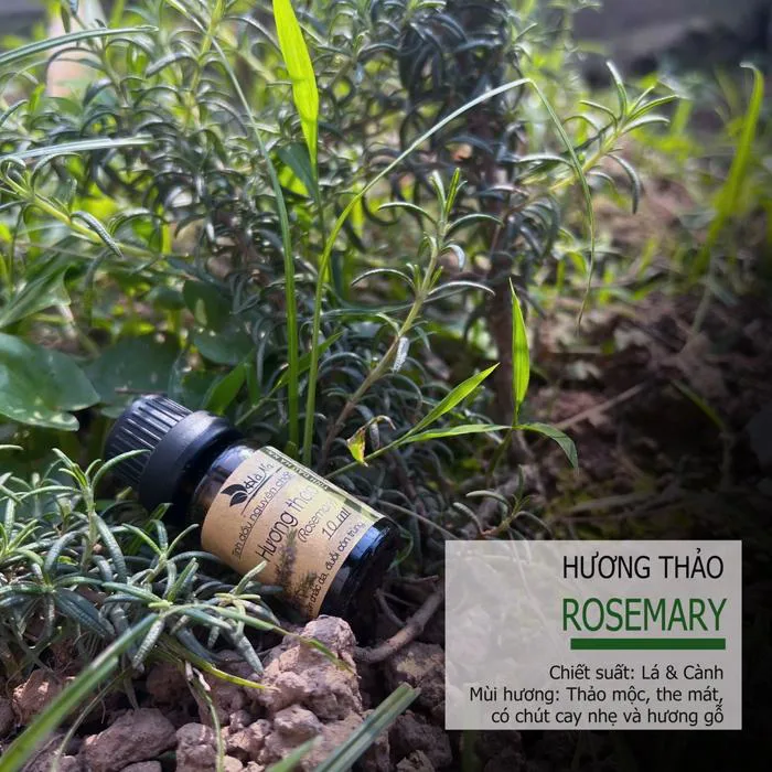 Tinh dầu Hương Thảo ROSEMARY – Tinh dầu Hà Na
