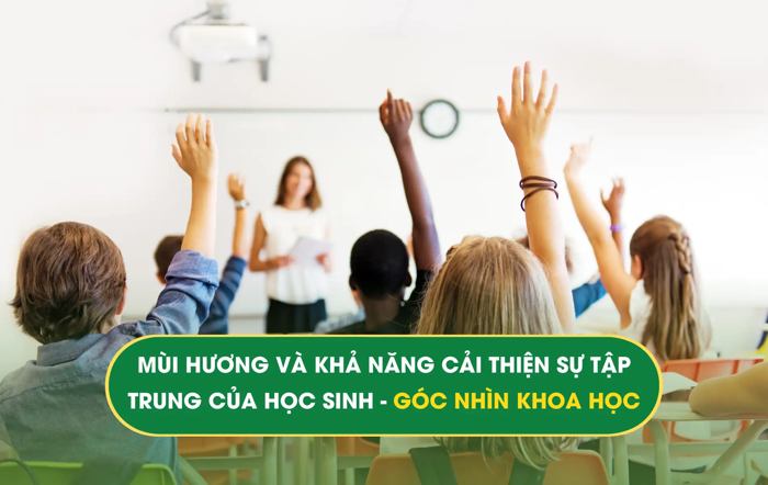 Mùi hương và khả năng cải thiện sự tập trung của học sinh – góc nhìn khoa  học - Tinh Dầu Hằng Phan