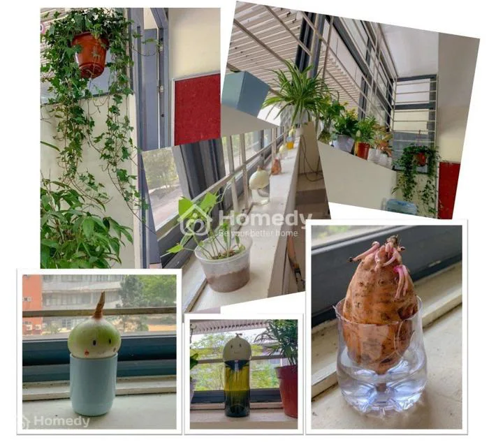 Sáng tạo 'bất tận' với ý tưởng trang trí cửa sổ lớp học bằng cây xanh