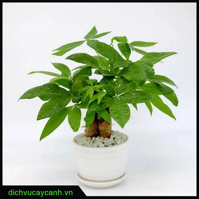 Trang trí cây xanh cho lớp học thân thiện chỉ trong 9 phút