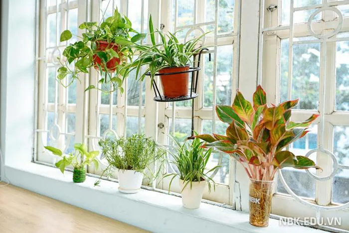 Tiểu học] Cuộc thi trang trí lớp học xanh - sạch - đẹp